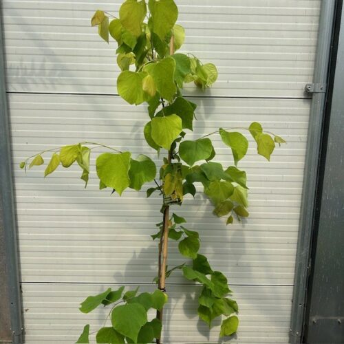 Cercis can. 'Hearts of Gold' (Judasboom)