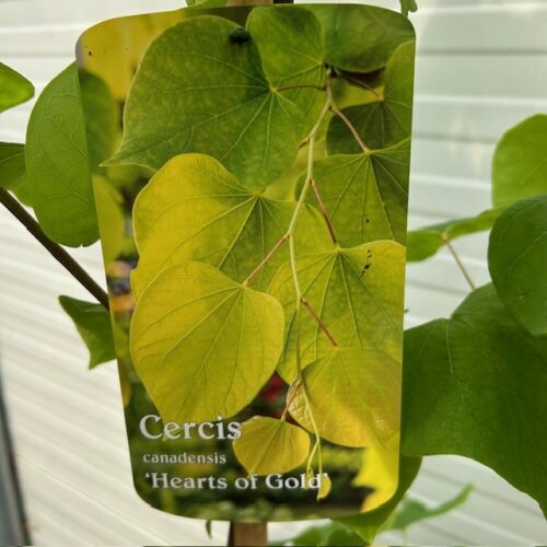 Cercis can. 'Hearts of Gold' (Judasboom)