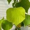 Cercis can. 'Hearts of Gold' (Judasboom)