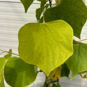 Cercis can. 'Hearts of Gold' (Judasboom)