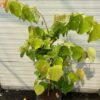 Cercis can. 'The Rising Sun (Judasboom)