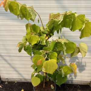 Cercis can. 'The Rising Sun (Judasboom)