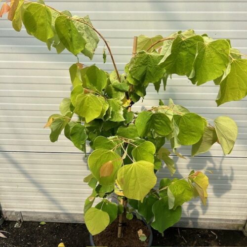 Cercis can. 'The Rising Sun (Judasboom)
