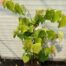 Cercis can. 'The Rising Sun (Judasboom)