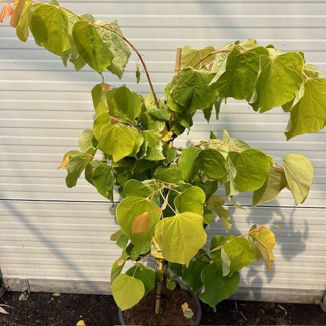 Cercis can. 'The Rising Sun (Judasboom)