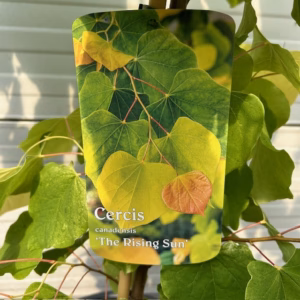 Cercis can. 'The Rising Sun (Judasboom)