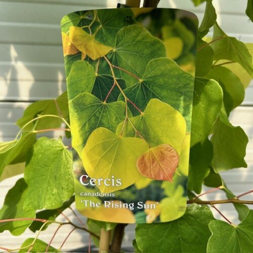 Cercis can. 'The Rising Sun (Judasboom)