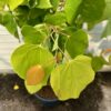 Cercis can. 'The Rising Sun (Judasboom)