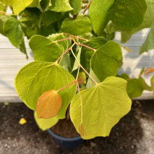 Cercis can. 'The Rising Sun (Judasboom)