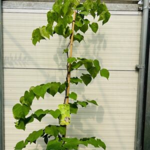 Cercis can. 'Vanilla Twist' (Judasboom)