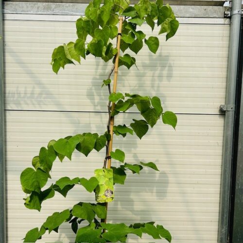 Cercis can. 'Vanilla Twist' (Judasboom)