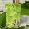 Cercis can. 'Vanilla Twist' (Judasboom)