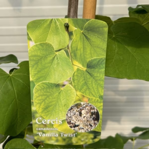 Cercis can. 'Vanilla Twist' (Judasboom)