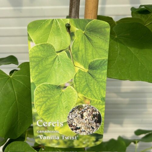 Cercis can. 'Vanilla Twist' (Judasboom)