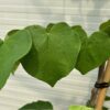 Cercis can. 'Vanilla Twist' (Judasboom)