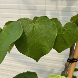 Cercis can. 'Vanilla Twist' (Judasboom)