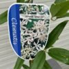 Clematis Snowdrift