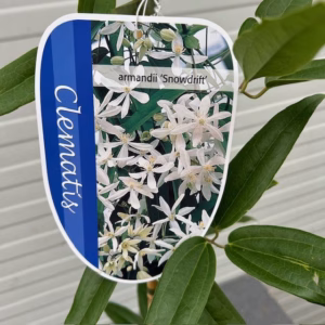 Clematis Snowdrift