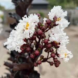 Lagerstroemia i. 'Coconut Sorbet' (Indische sering)