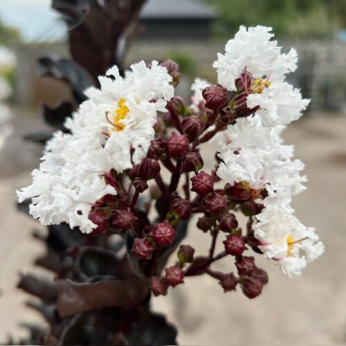 Lagerstroemia i. 'Coconut Sorbet' (Indische sering)
