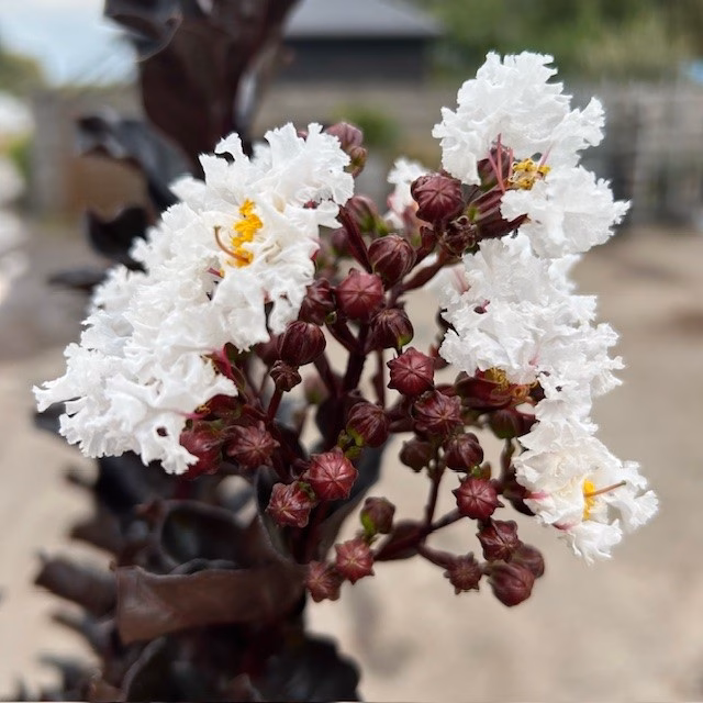 Lagerstroemia i. 'Coconut Sorbet' (Indische sering)