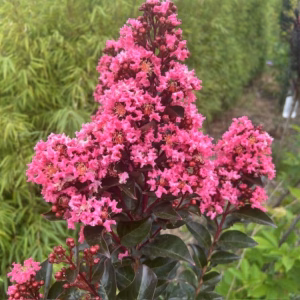 Lagerstroemia i. 'Coral Magic' (Indische sering)