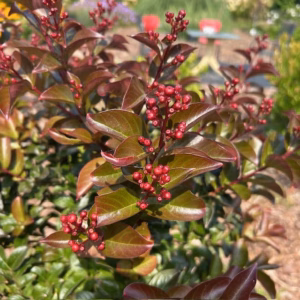 Lagerstroemia i. 'Coral Magic' (Indische sering)