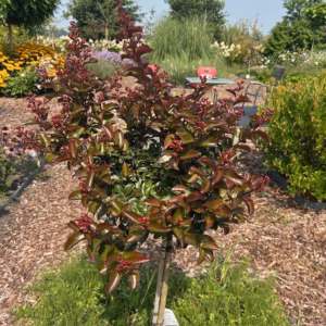 Lagerstroemia i. 'Coral Magic' (Indische sering)