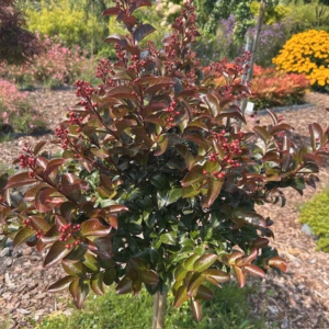 Lagerstroemia i. 'Coral Magic' (Indische sering)