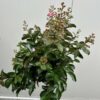 Lagerstroemia i. 'Berry Dazzle' (Indische sering)