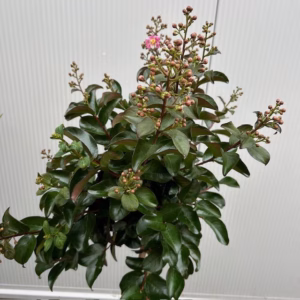 Lagerstroemia i. 'Berry Dazzle' (Indische sering)