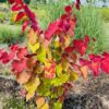 Cercis can. 'Eternal Flame' (Judasboom)