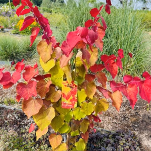 Cercis can. 'Eternal Flame' (Judasboom)