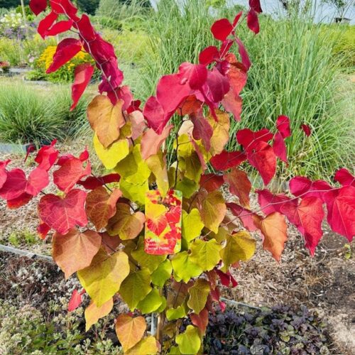 Cercis can. 'Eternal Flame' (Judasboom)