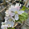 Appelboom 'Jonagold'
