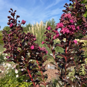 Lagerstroemia i. 'Rhapsody Blue' (Indische sering)