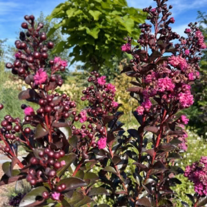 Lagerstroemia i. 'Rhapsody Blue' (Indische sering)