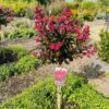 Lagerstroemia i. 'Berry Dazzle' (Indische sering)
