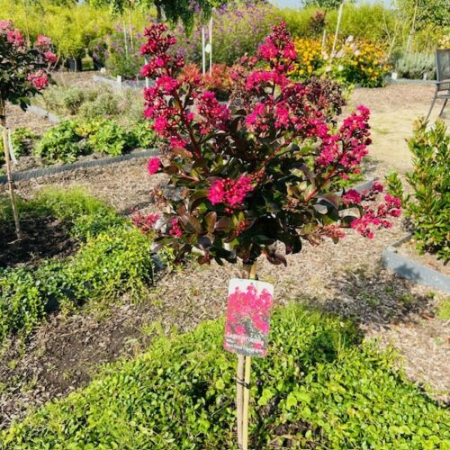 Lagerstroemia i. 'Berry Dazzle' (Indische sering)