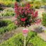 Lagerstroemia i. 'Berry Dazzle' (Indische sering)