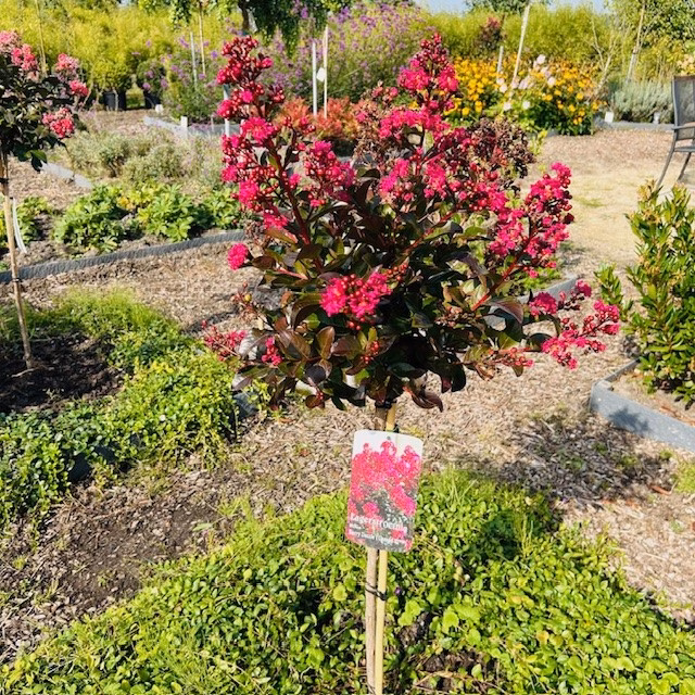 Lagerstroemia i. 'Berry Dazzle' (Indische sering)