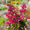 Lagerstroemia i. 'Berry Dazzle' (Indische sering)