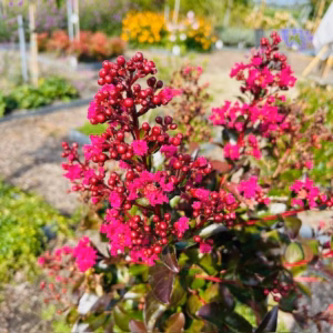 Lagerstroemia i. 'Berry Dazzle' (Indische sering)