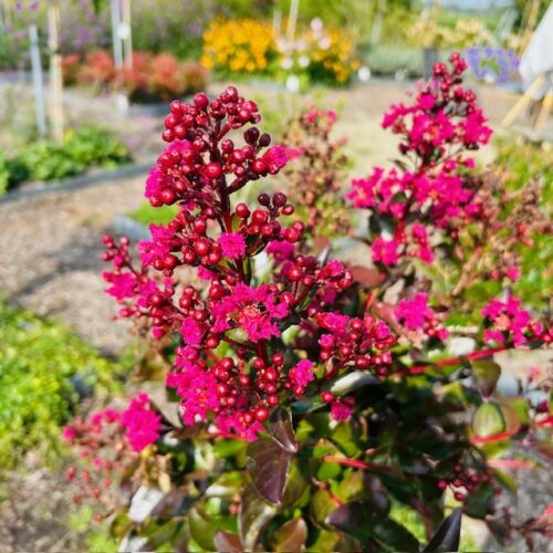 Lagerstroemia i. 'Berry Dazzle' (Indische sering)