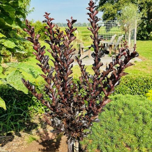 Lagerstroemia i. 'Coconut Sorbet' (Indische sering)