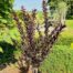 Lagerstroemia i. 'Coconut Sorbet' (Indische sering)