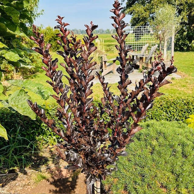 Lagerstroemia i. 'Coconut Sorbet' (Indische sering)