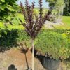 Lagerstroemia i. 'Coconut Sorbet' (Indische sering)