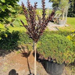 Lagerstroemia i. 'Coconut Sorbet' (Indische sering)