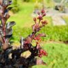 Lagerstroemia i. 'Coconut Sorbet' (Indische sering)